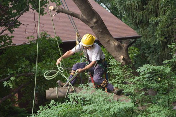 Best Palm Tree Trimming  in USA